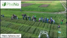 PheNo in the fields